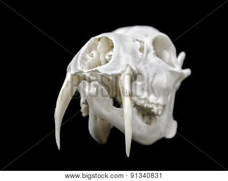 Skull Of A Chinese Water Deer