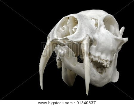 Skull Of A Chinese Water Deer