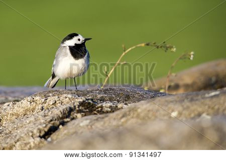The white wagtail (Motacilla alba)