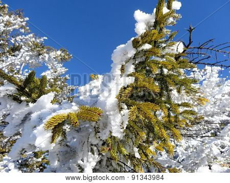 Pine Covered in Snow