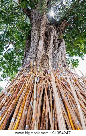 Crutches Bodhi Tree, Tradition Thai In North Of Thailand.