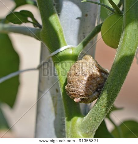 Mantis Egg.