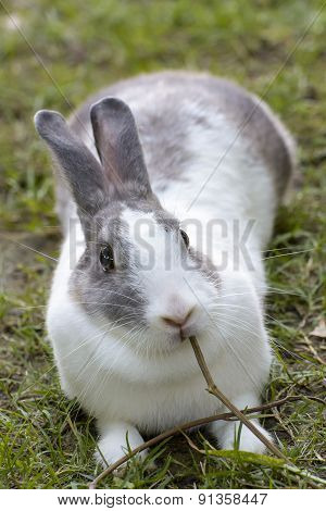 Rabbit