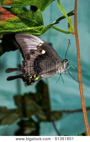Butterfly Papilio,