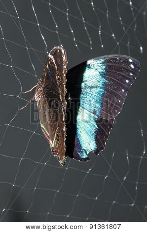 Butterfly Papilio,