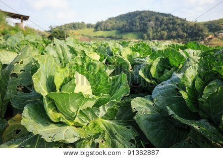 Cabbage Garden At Monjam Mountain , Chiangmai ,thailand