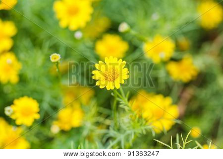 Dahlberg Daisy Flowers
