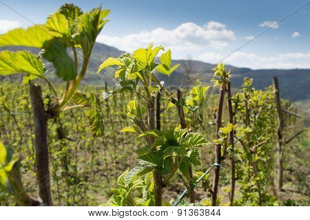 Raspberry In Early Spring