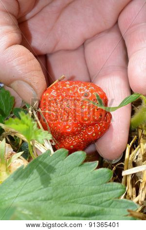 Picking Up Strawberry