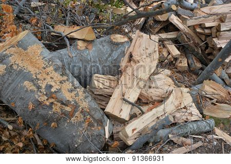 Beech Logs