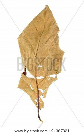Dried Teak Leaf Isolated On The White Background