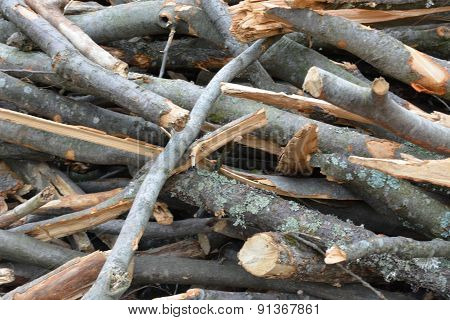 Piles Of Branches