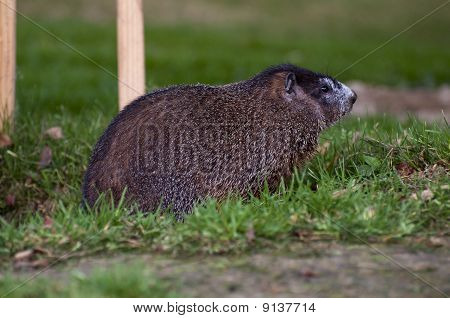 Woodchuck