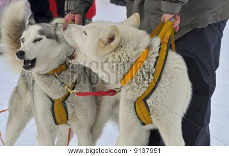 Huskys