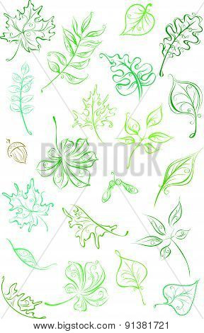Vector set of linear leaves.