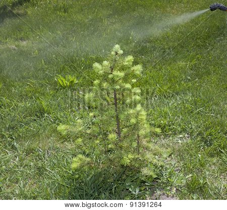 Device Of Spraying Pesticide.