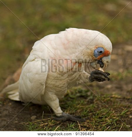 Little Corella