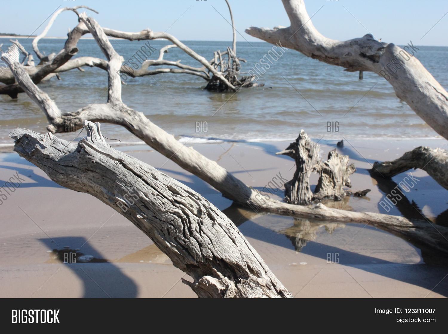 Driftwood On Shore Big Image & Photo (Free Trial) Bigstock