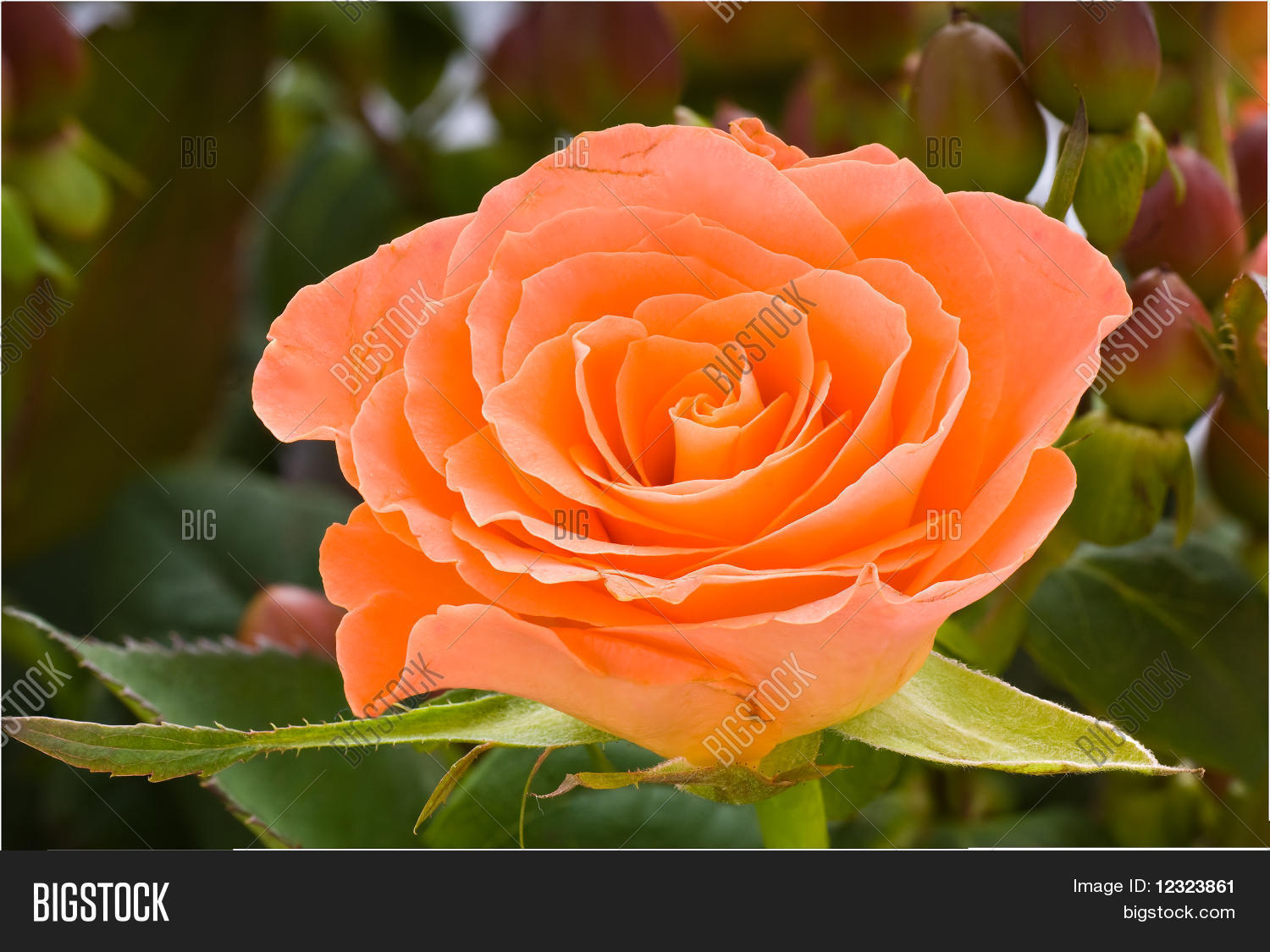 Salmon Colored Rose Image & Photo (Free Trial) Bigstock