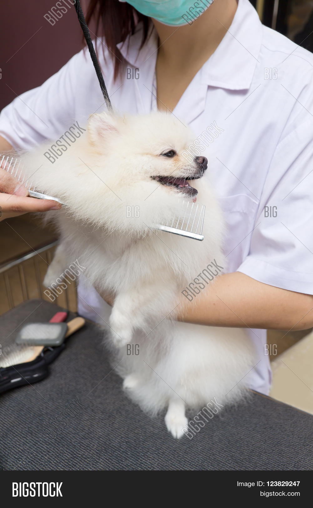 comb for pomeranian