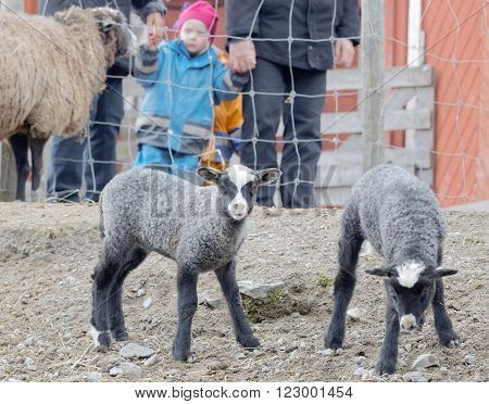STOCKHOLM SWEDEN - MAR 20 2016: Cute lambs and a family watching them at Oeverjarva Gard Mars 20 2016 Stockholm Sweden