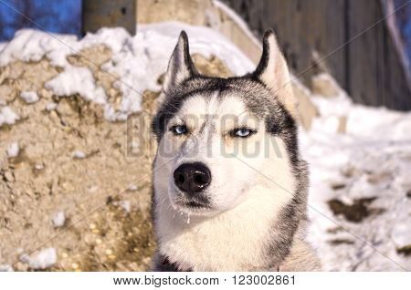 portrait of a dog breed Siberian Husky