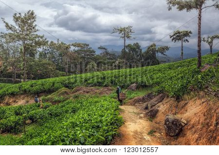NUWARA ELIYA, SRI LANKA - FEBRUARY 6: Tea plantations in the highlands of Sri Lanka island on February 6, 2011 in Nuwara Eliya, Sri Lanka.