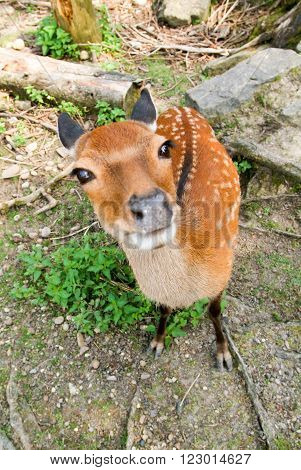 Curious deer close-up on a wood on the Swiss alps
