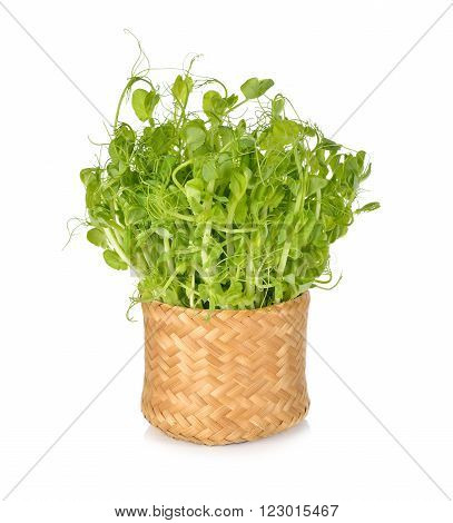 heap of snow pea sprouts or Toumyou sprouts in bamboo basket on white background