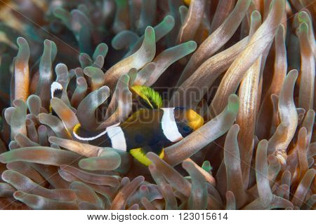 A clown fish brushing itself along a pale pink anemone