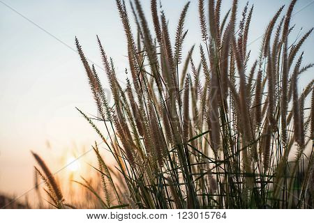 Retro grass flower with a sunset background