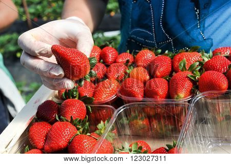 Manolada Ilia Greece - March 3 2016: Immigrant seasonal farm workers (men and women old and young) pick and package strawberries directly into boxes in the Manolada of southern Greece.