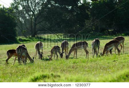 Impala Herd