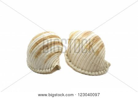 two sea snail shells with white background