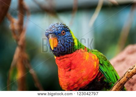 A funny looking Rainbow Lorikeet looking like a wise guy