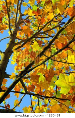 Fondo de otoño