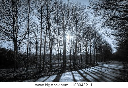 Sun shining through autumn trees on a cold and deserted road