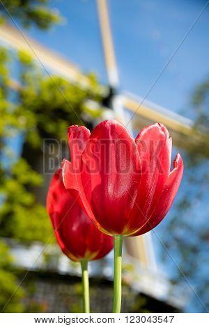 Typical Dutch scene with windmill and tulips