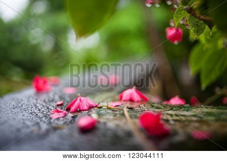 colored leaves and red flowers with drops of dew in the water
** Note: Soft Focus at 100%, best at smaller sizes