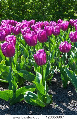 Beautiful tulips in the garden sort Tulipa Negrita from Triumph Group