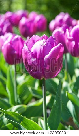 Beautiful tulips in the garden sort Tulipa Negrita from Triumph Group