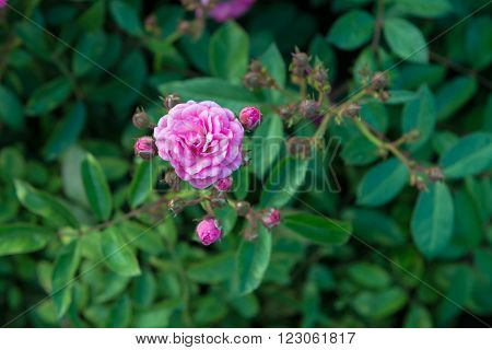 Beautiful little pink roses in the garden