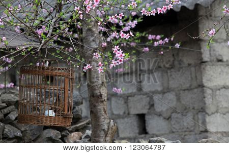 A bird held in a cage under cherry tree
** Note: Shallow depth of field