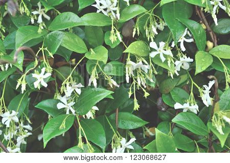 Jasmine Flower Blooms