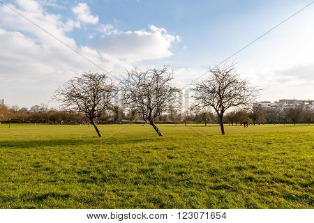Early spring leafless trees at Primrose Hill Park in London England UK