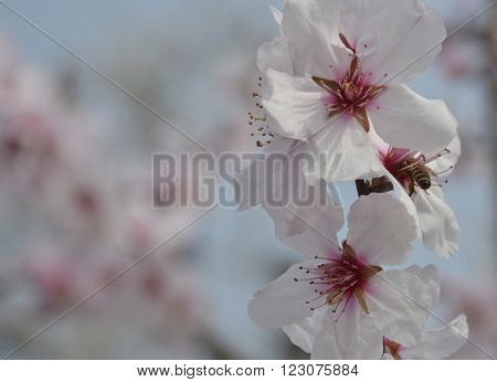 A small bee in the pink flower of the Grossa Dolce (or sweet big) almond tree in spring