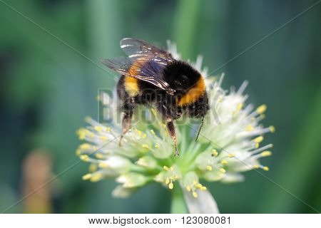 macro closeup bumblebee on white flower summer