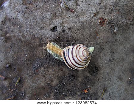 Striped snail cepaea vindobonensis moving on the stone. Top view