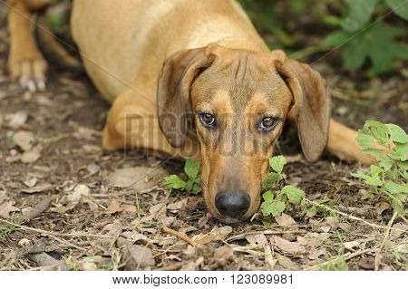 Dog nature is a closeup beautiful brown hound dog with his head down outdoors surrounded by nature.