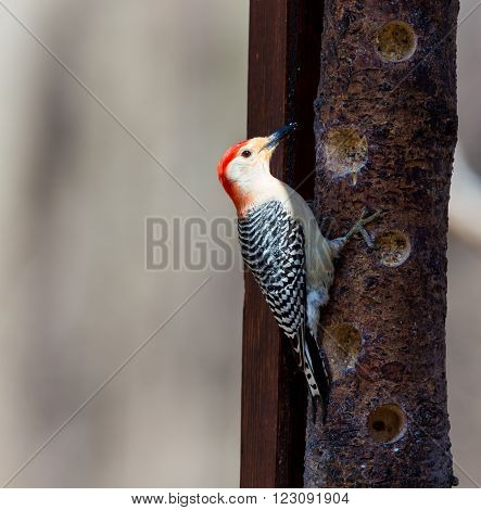 The red-bellied woodpecker is a medium-sized woodpecker of the Picidae family. It breeds in southern Canada, northeastern Mexico, and the northeastern United States, ranging as far south as Florida and as far west as Texas.